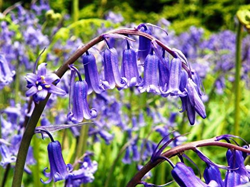 Portal Cool Samen Paket: 1: 1-1000 Englisch Glockenn Birnen Hyacinthoides Non Scripta Perennial Portal Cool Samen Paket: 1: 1-1000 Englisch Glockenn Birnen Hyacinthoides Non Scripta Perennial von FASH LADY