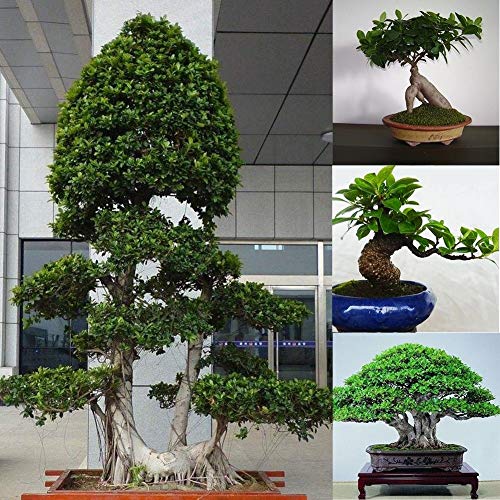 Portal Cool Samen Paket: 1: 50 Stücke Ficus Bonsai Ba Grün Microcarpa Ginseng Banyan Samen Seltene Hausgarten von FASH LADY