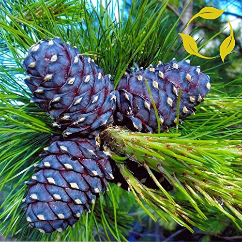 Portal Cool Samen Paket: 10+ Samen: Sibche Kiefer Pinus Cembra Sibirica 5,10,20 Samen von FASH LADY