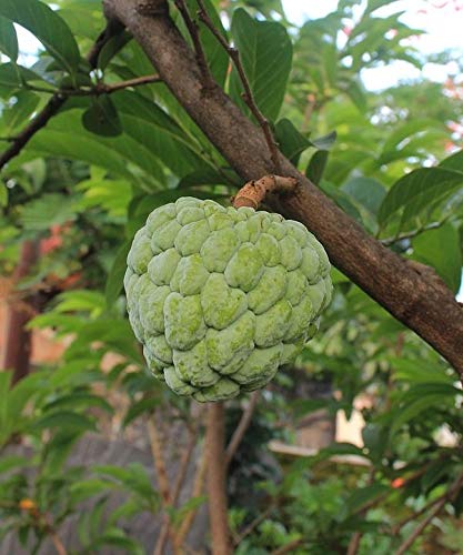 Portal Cool Samen Paket: 10 Cherimoia Cherimoya Seeds aus unserem Garten in Spanien Portal Cool Samen Paket: 10 Cherimoia Cherimoya Seeds aus unserem Garten in Spanien von FASH LADY