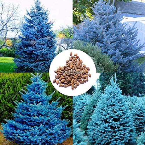 Portal Cool Samen Paket: 100 PC/Beutel: Rare Kiefer Samen Blue Sky Pine Samen Gartenbonsai Saatsamen Wst Portal Cool Samen Paket: 100 PC/Beutel: Rare Kiefer Samen Blue Sky Pine Samen Gartenbonsai Saatsamen Wst von FASH LADY