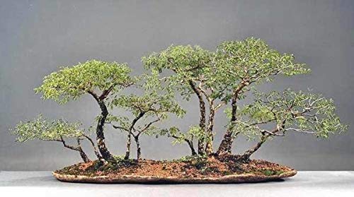 Portal Cool Samen Paket: 25 Acacia Nilotica - Egyptian: African Acacia Species - Fabelhafte Indoor-Bonsai - Packungen mit 5 Samen von FASH LADY