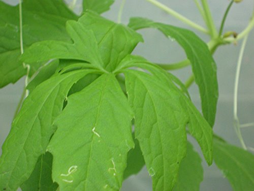 Portal Cool Samen Paket: 50 Samen Jiaogulan, Unsblichkeits, Gynostemma pentaphyllum von FASH LADY
