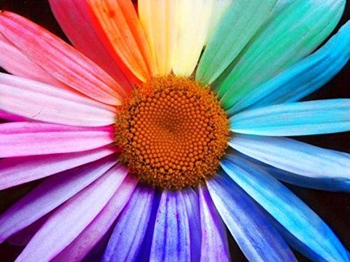 Portal Cool Samen Paket: 50 Semi-Regenbogen-Gerbera, ngeschmückten Balkonen Regenbogen Samen Samen Portal Cool Samen Paket: 50 Semi-Regenbogen-Gerbera, ngeschmückten Balkonen Regenbogen Samen Samen von FASH LADY