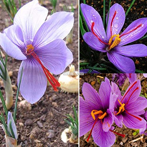 Portal Cool Samen Paket: 50 Stücke: Hausgarten n Safran Zwiebeln Crocus nsamen Rr6 01 Portal Cool Samen Paket: 50 Stücke: Hausgarten n Safran Zwiebeln Crocus nsamen Rr6 01 von FASH LADY