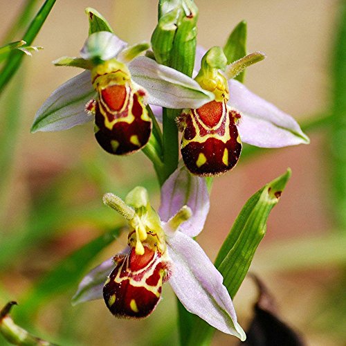 Portal Cool Samen Paket: 50 Teil/paket Seltene Samen Lächeln Gesicht Biene Orchidee nsamen Haus Garten Decor Portal Cool Samen Paket: 50 Teil/paket Seltene Samen Lächeln Gesicht Biene Orchidee nsamen Haus Garten Decor von FASH LADY