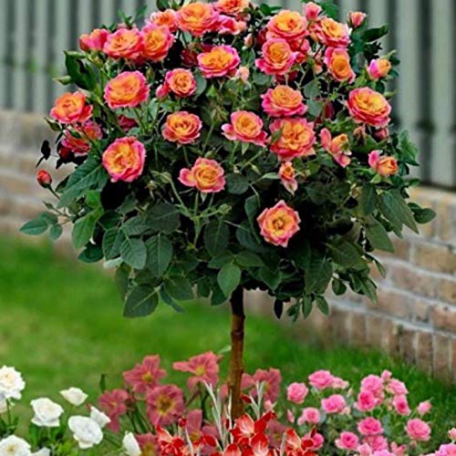 Portal Cool Samen Paket: 50X orange Rosen-Samen Garten-n-Samen Bonsai-Baum DuftSaat Sämling Th von FASH LADY