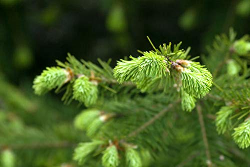 Portal Cool Samen Paket: Abies fraseri (Fraser-Tanne) - 25 Samen. Hervorragend geeignet für Bonsai & Weihnachtsbaum von FASH LADY