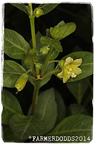 Portal Cool Samen Paket: Atropa Baetica 'Iberian Belladonna' 100+ Seeds - Eine Saat selten in Kultur! von FASH LADY