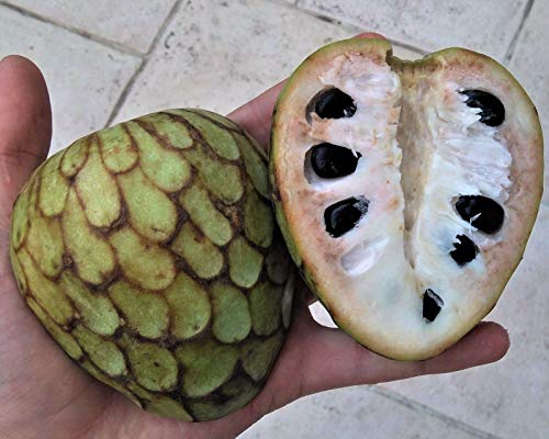 Portal Cool Samen Paket: Cherimoya * 12 Samen * Annona cherimola - genieÃŸbare Frucht - Annonaceae von FASH LADY