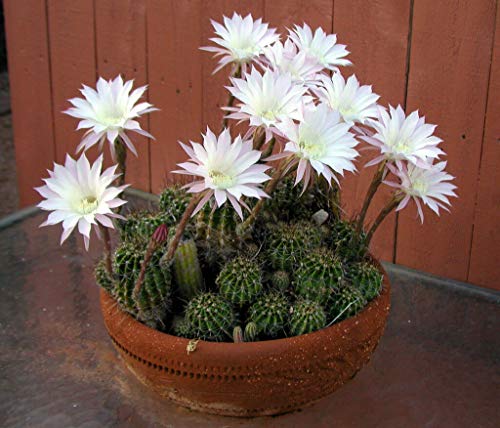 Portal Cool Samen Paket: Echinopsis Mix 60 Seeds von FASH LADY
