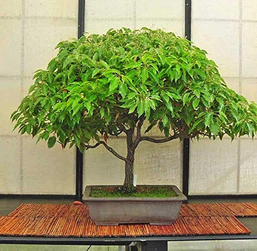 Portal Cool Samen Paket: Kampferbaum - Camphorwood - 15 Bonsai Seeds - Cinnamomum Camphora von FASH LADY