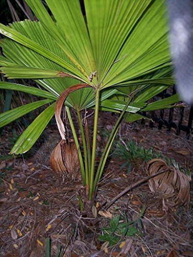 Portal Cool Samen Paket: Licuala ramsayi - cher Fan Palm - 10 Samen von FASH LADY
