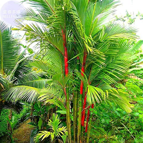 Portal Cool Samen Paket: Lippenstift Palm Cyrto Renda Baum, rotem Sielack Palm 10 Stück von FASH LADY