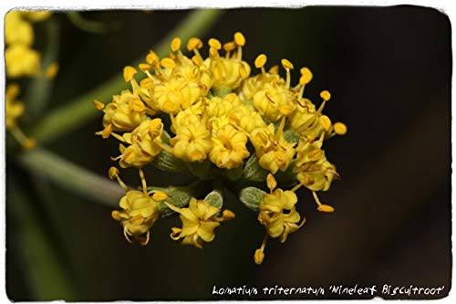 Portal Cool Samen Paket: Lomatium Trinatum 'Nineleaf Biscuitroot' 50 Samen Portal Cool Samen Paket: Lomatium Trinatum 'Nineleaf Biscuitroot' 50 Samen von FASH LADY