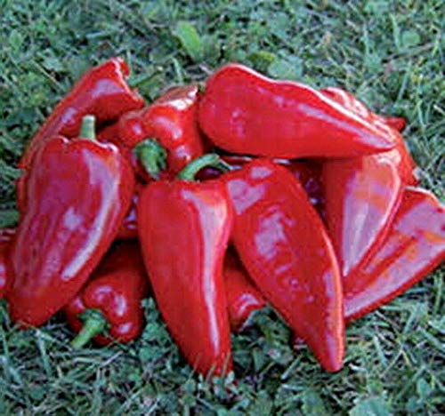 Portal Cool Samen Paket: Paprika Kurtovska ija - Al serbischer Variety! (300 Seeds) von FASH LADY