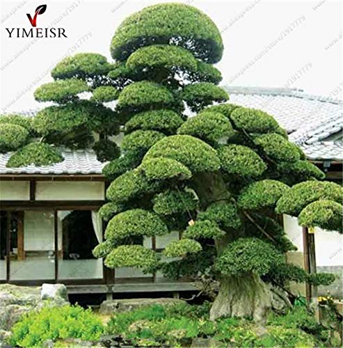 Portal Cool Samen Paket: Podocarpus Podocarpus auch genannt macrophyllus Immergrüne Sträucher Bonsai-Baum-15PC Portal Cool Samen Paket: Podocarpus Podocarpus auch genannt macrophyllus Immergrüne Sträucher Bonsai-Baum-15PC von FASH LADY