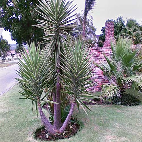 Portal Cool Samen Paket: Spanisch Bajonett Seeds Yucca aloifolia Blühender Baum 10 Seed Pack von FASH LADY