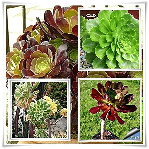 Portal Cool Samen Paket: Sukkulenten Samen Aeonium Arboreum Atropureum 100Pcsplant n Bonsai Rare Mix Portal Cool Samen Paket: Sukkulenten Samen Aeonium Arboreum Atropureum 100Pcsplant n Bonsai Rare Mix von FASH LADY
