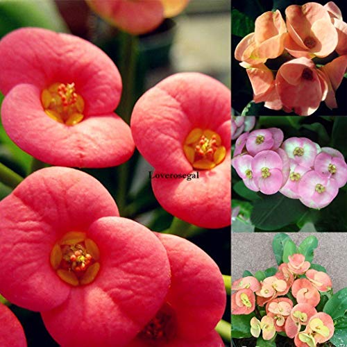 Portal Cool Samen Paket: Typ 10: 100 enkrone Euphorbiengmi Milii Hybrid Mix Mitte Samen Große Blüten Ka1 Portal Cool Samen Paket: Typ 10: 100 enkrone Euphorbiengmi Milii Hybrid Mix Mitte Samen Große Blüten Ka1 von FASH LADY