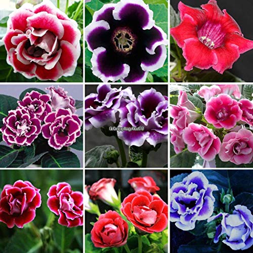 Portal Cool Samen Paket: Typ 5: 100 Stücke Hausgarten Zier Bonsai Gloxinia nsamen Eh7E 01 von FASH LADY