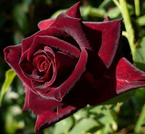 Portal Cool Schwarz Baccara Rose Samen Black Rose Samen Blumensamen Pflanze Rose Seeds 50Pcs von SVI