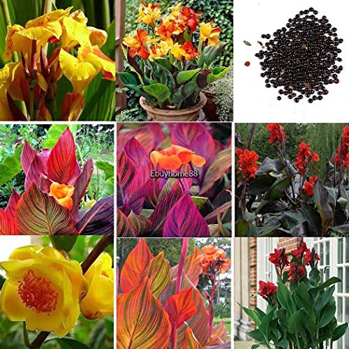 Portal Cool Schwarz: 50 stück canna samen mix farben bonsai blume topf samen garten decor ehe8 01 von FASH LADY