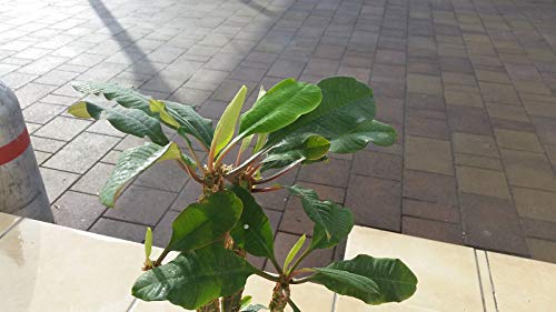 Portal Cool Seltene Euphorbia Leuconeura Zimmerpflanze 5 Fresh Seeds 100% Keimungrate von FASH LADY