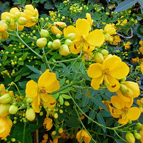 Portal Cool Senna Floribunda Goldene Auffälliges Bush Seeds (Es 25) von SVI