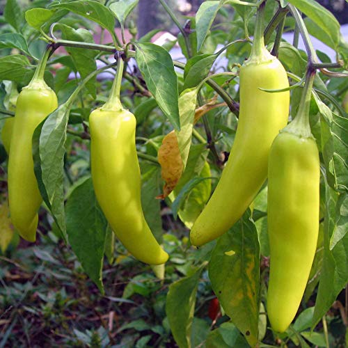 Portal Cool Sri Lanka Capsicum/Banana Pepper Samen 100 Stück * 1 von FASH LADY