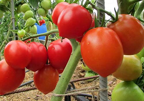 Portal Cool Tomatensamen Valentina Rote Tomaten Bio Nicht ohne Gentechnik Ukraine 20 Samen D von FASH LADY