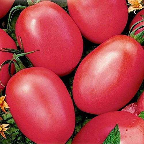 Portal Cool Ukrainisch Bio-Gemüse, Tomate Seeds"De-Barao Pink" (Solanum Lycopersicum) von SVI