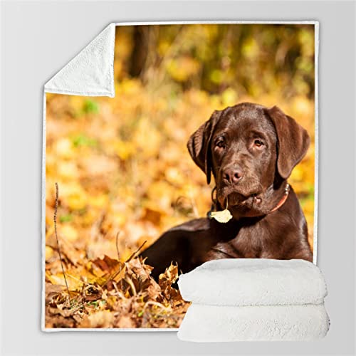 Decke 150x200 cm Hund Kuscheldecke Flauschig 3D Digitaldruck Weiche Warme Mikrofaser Flanelldecke Labrador-Welpe Motiv Wohndecke Sofadecke Couchdecke Blanket für Erwachsene von FDGDFG