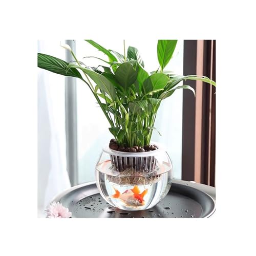 FDOSIJFOS Blumentöpfe, Hydrokultur Gefäß Anlage Glas Transparent Vase Wasser Pflanze Fisch Container Innen(M) von FDOSIJFOS
