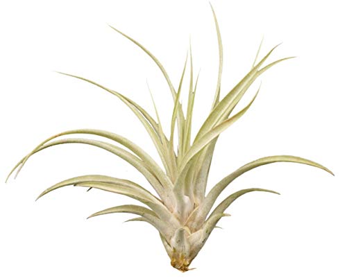 Tillandsia capitata, ca. 20 cm groß, Tillandsien von Allterra