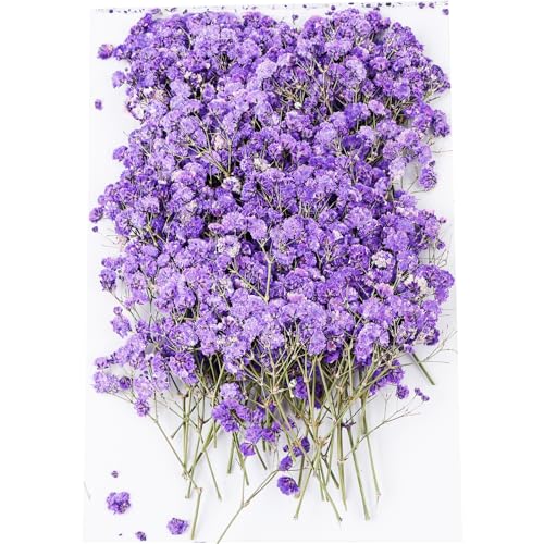 Lila Getrockneten Schleierkrautblumen Mini Schleierkraut Pflanze Gepresste Blumen Trockenblumen Deko Schleierkraut Getrocknet Klein Lila Getrocknete Blumen zum Basteln 100 Stück für Lesezeichen DIY von FENGQQKJ