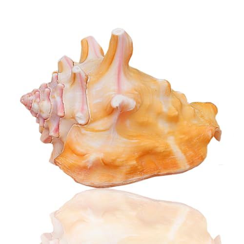 Natural Sea Shells Huge ,Große natürliche Muschels Natürliche rote Muscheln, Meeresschnecke, Spiralmuschel, Muschel for Sammeln, dekorative Muschel, Einsiedlerkrebs-Zuhause, Aquarium (8–9 cm) von FFENFRYOU