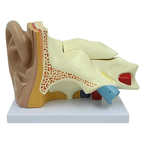 FFYUTING Lehrmodell, Ohrmodell-Anatomie, abnehmbares 5-Fach vergrößertes menschliches Ohrmodell mit 5 zerlegbaren Teilen und Basis FFYUTING Lehrmodell, Ohrmodell-Anatomie, abnehmbares 5-Fach vergrößertes menschliches Ohrmodell mit 5 zerlegbaren Teilen und Basis von FFYUTING