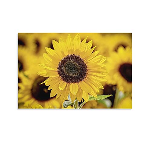 Kunst-Poster, Sonnenblume, Fotografie-Poster, dekoratives Gemälde, Leinwand, Wandkunst, Wohnzimmer, Schlafzimmer, Gemälde, 30 x 45 cm Kunst-Poster, Sonnenblume, Fotografie-Poster, dekoratives Gemälde, Leinwand, Wandkunst, Wohnzimmer, Schlafzimmer, Gemälde, 30 x 45 cm von FGHF
