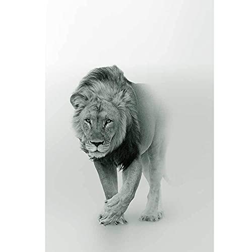 FGHJSF Fensterfolie 60 x 200 cm Tier Löwe 3D Selbsthaftend Blickdicht Sichtschutzfolie Fenster Milchglasfolie Statische Fensterfolien Anti-UV Folie Für Zuhause Badzimmer oder Büro von FGHJSF