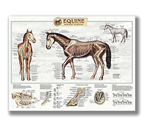 FHMDREUP Poster "Anatomy of Horse", Pferdewissen, Bauernhof, Club, Schule, Bildung, Küche, Zuhause, Wanddekoration, Geschenk, ungerahmt, 40,6 x 61 cm FHMDREUP Poster "Anatomy of Horse", Pferdewissen, Bauernhof, Club, Schule, Bildung, Küche, Zuhause, Wanddekoration, Geschenk, ungerahmt, 40,6 x 61 cm von FHMDREUP