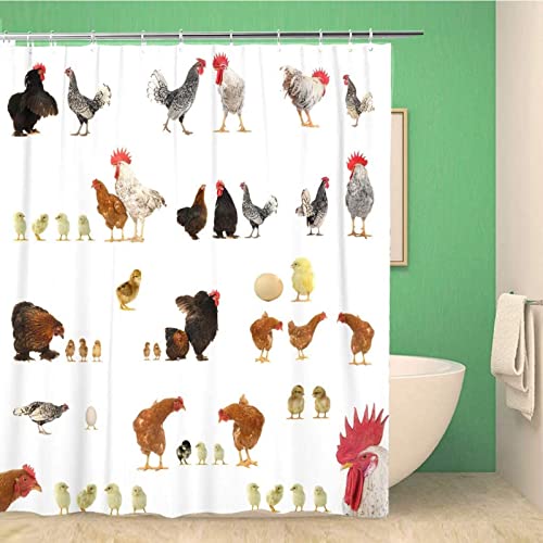 FIBITA Duschvorhang 120 x 200 Huhn Shower Curtains Tier Badezimmer Vorhang Huhn Duschvorhang Antischimmel Wasserdicht 3D Duschvorhänge Badewannen Waschbar von FIBITA