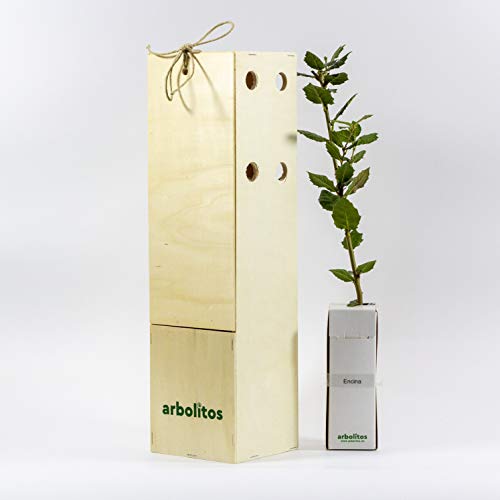 Eiche | Kleinwüchsiger Zierbaum | Waldbaum | Geschenkidee | Immergrün | 30 cm Junger Trieb Erhalten in einer wiederverwendbaren Holzkiste | 1 Einheit von FINCA CASAREJO