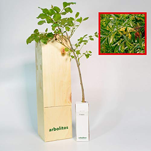 Eschenbaum | 30 cm hoher Jungwuchs Erhalten in einer wiederverwendbaren Holzkiste | 1 Einheit von FINCA CASAREJO