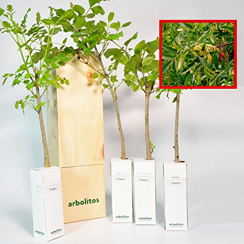 Eschenbaum | 30 cm hoher Jungwuchs Erhalten in einer wiederverwendbaren Holzkiste | 4 Einheit von FINCA CASAREJO