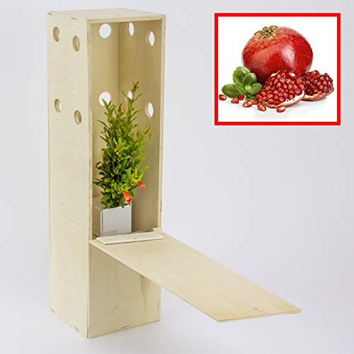GRANATAPFELNAIN. Kleiner Setzling in einer Holzkiste. Zwerggranatapfel Wald Alveole (1 Einheit) von FINCA CASAREJO