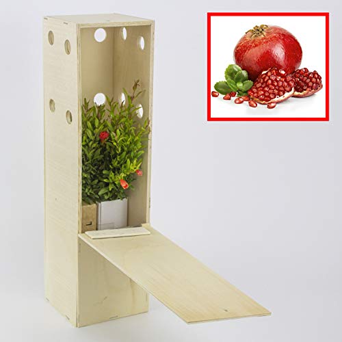 GRANATAPFELNAIN. Kleiner Setzling in einer Holzkiste. Zwerggranatapfel Wald Alveole (2 Einheit) von FINCA CASAREJO