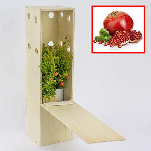 GRANATAPFELNAIN. Kleiner Setzling in einer Holzkiste. Zwerggranatapfel Wald Alveole (3 Einheit) von FINCA CASAREJO