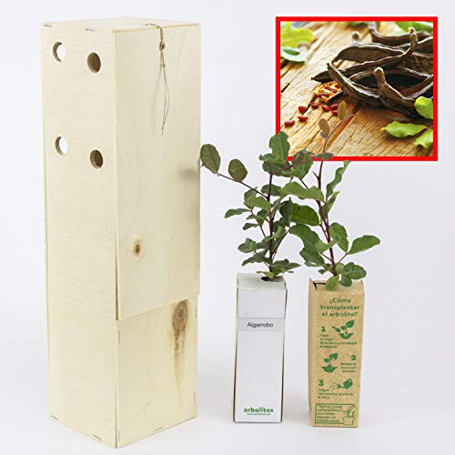 Johannisbrotbaum - Robuste Bäume, die trockenen Bedingungen standhalten - Junge Triebe 30 cm in einer wiederverwendbaren Holzkiste - 2 Einheit von FINCA CASAREJO