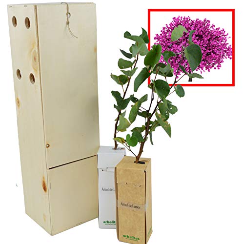 Jupiter Tree - Baum der Liebe - Frühlingsblüte - 30 cm junger Trieb in einer wiederverwendbaren Holzkiste - 2 Stück Jupiter Tree - Baum der Liebe - Frühlingsblüte - 30 cm junger Trieb in einer wiederverwendbaren Holzkiste - 2 Stück von FINCA CASAREJO